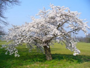 Prunus avium, the wild 'sweet cherry'.