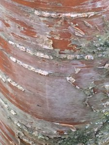 The decorative bark of Prunus maackii.