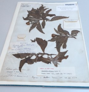 Scalesia affinis, from Charles Island (now Floreana).