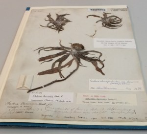 Scalesia darwinii, with annotations ranging over more than 100 years. The different species come from different islands of the Galapagos.
