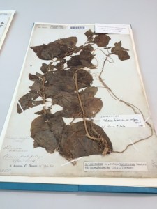 Solanum tuberosum, collected by Darwin on the Chonos archipelago, off the coast of Chile: Henslow has a question mark as to the exact date in December 1834.