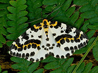 The magpie moth.