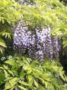 The same plants on 27 May, fuller in both flower and leaf.