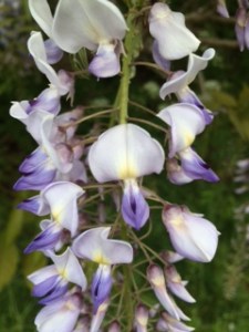 The upper petal is flexed back, revealing the darker lower petals.
