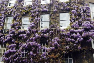 The spectacular Fuller's wisteria.