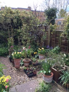 The apple tree and the ivy.