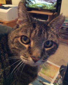 The scar on Max's forehead has healed, but we're thinking of getting him counselling for the trauma.