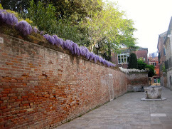 Wisteria by the yard in Venice, May 2015