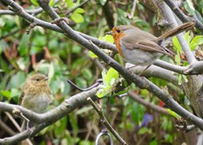 The baby (on the left) doesn't acquire the red breast feathers for several months.