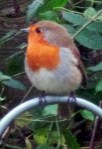 Robin cropped