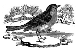 Thomas Bewick (inevitably) got the robin exactly right.