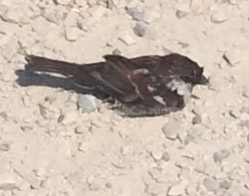 ... and later in the day, a baby takes a healthy dustbath.