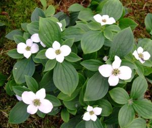 C. canadensis flowers. 
