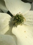 Cornus close-up