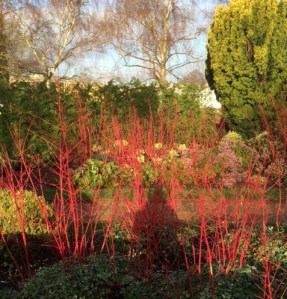 Red cornus stems in the Winter Garden last January.