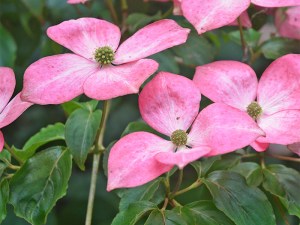 C. kousa 'Miss Satomi'.