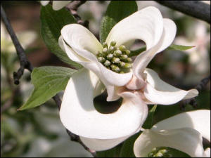 C. florida ssp. urbiniana.