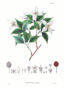 C. kousa, described as Benthamia in 1870.