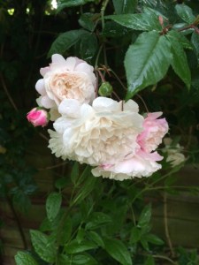 'Félicitée Pérpetue' before the rain has done its worst.