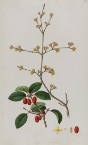 Cornus mas, from Sibthorp and Smith's Flora Graeca (1813).