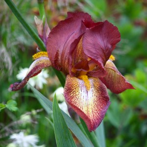 Iris 'Kent Pride'. (Credit: Nick Bailey, the excellent though Frustrated Gardener.)
