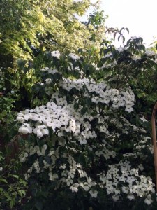 My 'China Girl' (note grey sky in background...).