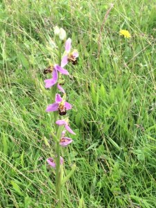 Bee orchids in Suffolk: I didn't photograph the slugs ...