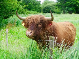 This bull was not interested in us but in the heifer in the next field.