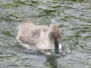 One of a family of two swans and five cygnets on the river.