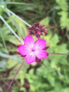 D. carthusianorum in the Cambridge University Botanic Garden.