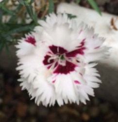 Dianthus deltoides, name unknown.