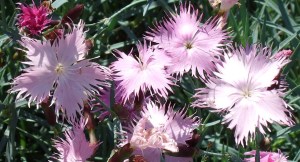 Dianthys plumarius, common or feathered pink.