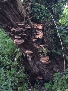 Fungus and ferns along the path.
