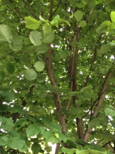 My hazel tree in full leaf.
