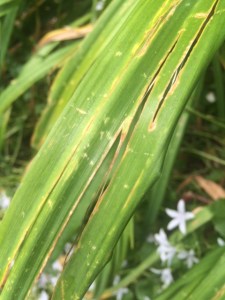Slug damage on Hemerocallis (the flowers are always sabotaged by hemerocallis gall midge fly anyway...).