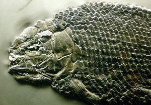 Fossil skull of Lepidotes elvensis, showing the jaw.