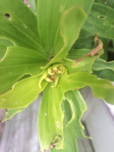 Lily flowers eaten out (as though the lily beetles were not enough to contend with).