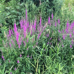 Loosestrife