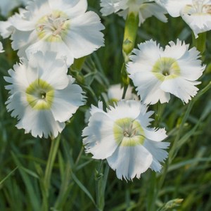 'Musgrave's pink', or Charles Musgrave.