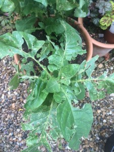 Nicotiana mutabilis, after hammering by slugs and a freak hailstorm.