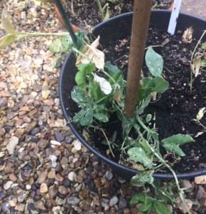 Autumn-sown sweet peas, a complete failure (they're coming out this afternoon).