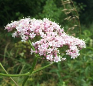 Umbellifer