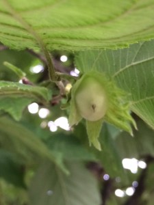 The young nuts are beginning to form ...