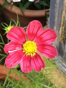 'Antiquity' in its prime ...