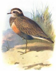A 1901 print of a dotterel.