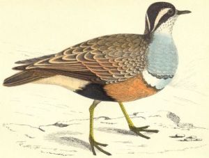A dotterel, from the Revd F.O. Morris's History of British Birds (1880).