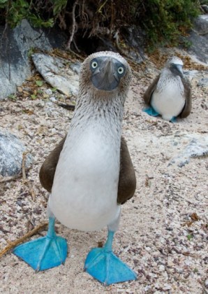 The blue-footed booby.