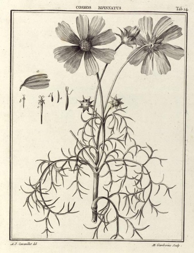 Cosmos bipinnatus, from Cavanilles' Icones plantarum.