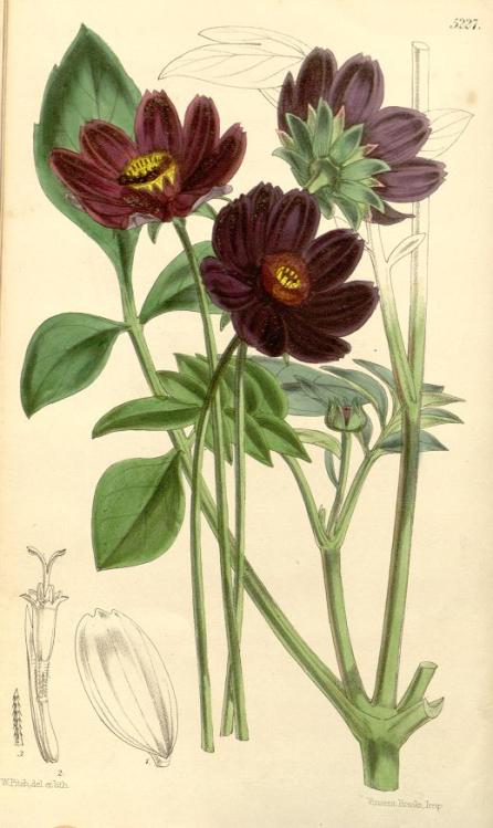 Plate showing chocolate cosmos, from Curtis's Botanical Magazine, January 1861.