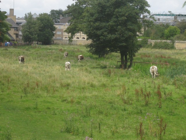 Cattle on Coe Fen.